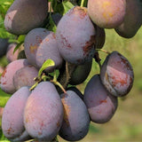 1 Year Old Live Plum Tree Plant for Planting, Sweet Cold Hardy Plum Trees Live Plants, Winter Hardy for Year Round Planting