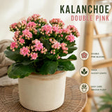 Double Pink Kalanchoe Succulent Live Plant, 4-7 Inches Tall in Pot, Colorful Flowering Houseplant, Vibrant Pink Double Blooms for Growing