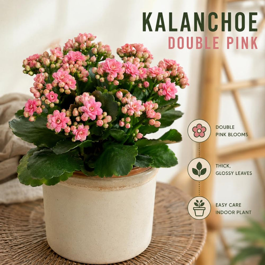 Double Pink Kalanchoe Succulent Live Plant, 4-7 Inches Tall in Pot, Colorful Flowering Houseplant, Vibrant Pink Double Blooms for Growing