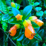 Orange Goldfish Plants Live Houseplants, Tropical Goldfish Plant in 4 Inches Pot, 4-7 Inches Height, Vibrant Trailing Plant for Home Office Decor