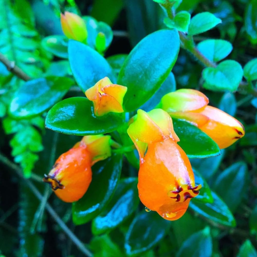 Orange Goldfish Plants Live Houseplants, Tropical Goldfish Plant in 4 Inches Pot, 4-7 Inches Height, Vibrant Trailing Plant for Home Office Decor