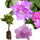 Live Azalea Plant, Rhododendron Flowering Shrub, Hardy Ornamental Plant, 10 Inches Tall, for Indoor or Outdoor Planting (Purple Azalea)
