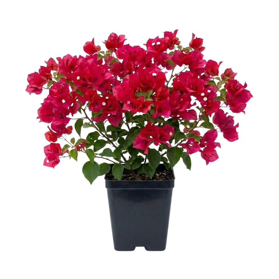 Red Purple Bougainvillea Plant Live, Bougainvillea Live Plant, 5 to 7 Inches Tall, Colorful Long Lasting Blooms, Ideal for Trellis, Landscape and Outdoor Garden