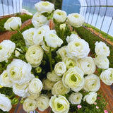 25 White Large Ranunculus Bulbs for Planting, Ranunculus Corms, Buttercup Flower Bulbs Spring Fall Growing