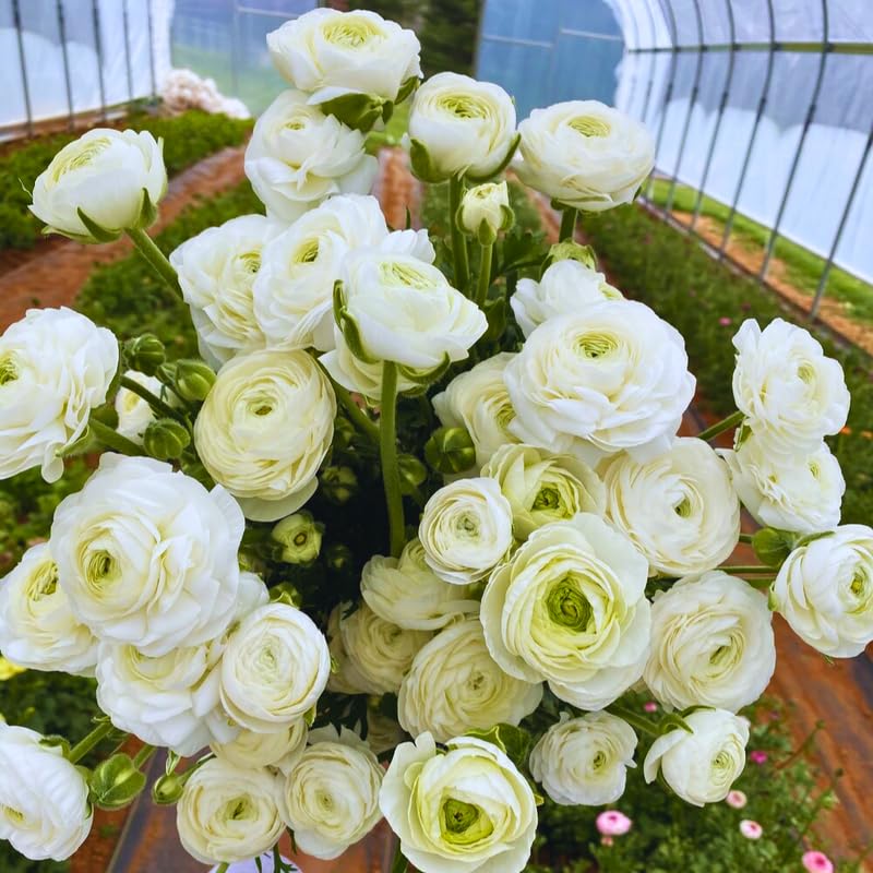 25 White Large Ranunculus Bulbs for Planting, Ranunculus Corms, Buttercup Flower Bulbs Spring Fall Growing