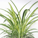 Spider Plant Live, Curly Spider Houseplant, 4-7 Inches Tall, for Indoor or Outdoor Growing