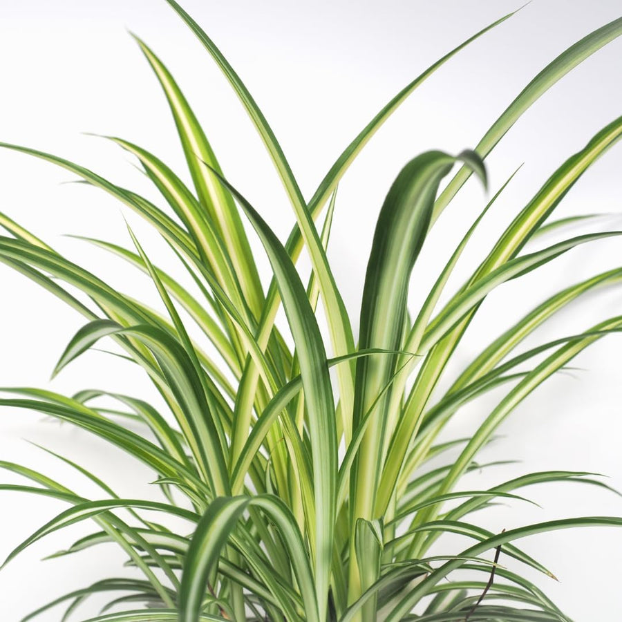 Spider Plant Live, Curly Spider Houseplant, 4-7 Inches Tall, for Indoor or Outdoor Growing