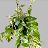 2 Variegated Lipstick Vine Plant, Lipstick Plants Live, 4 Inches Pot for Planting