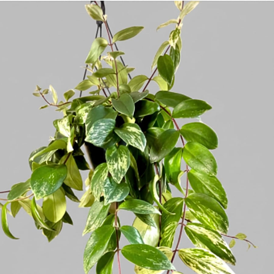 2 Variegated Lipstick Vine Plant, Lipstick Plants Live, 4 Inches Pot for Planting