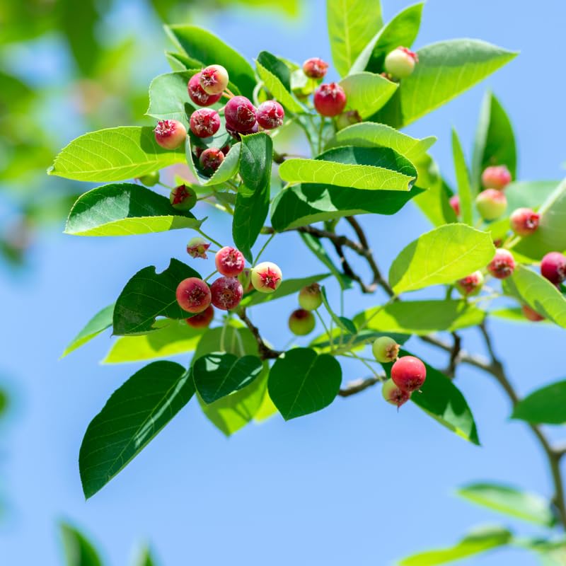 Set of 2 Serviceberry Tree Live Plant, Sweet Edible Berries, 16-24 Inches Tall, Ready to Grow, for Outdoor Garden