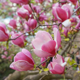 Saucer Magnolia Plant Live, 6-12 Inch Tall, Magnolia Tree in 2.5” Pot, Flowering Ornamental Tree