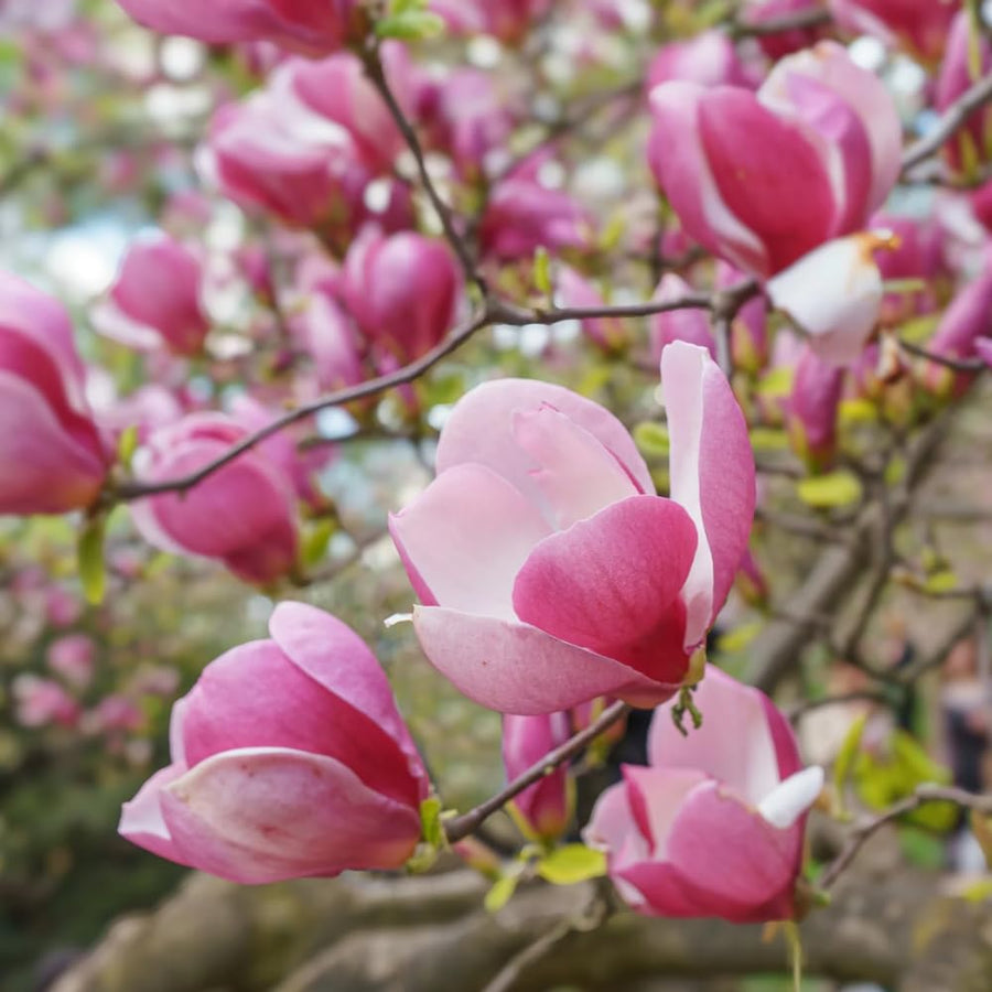 Saucer Magnolia Plant Live, 6-12 Inch Tall, Magnolia Tree in 2.5” Pot, Flowering Ornamental Tree