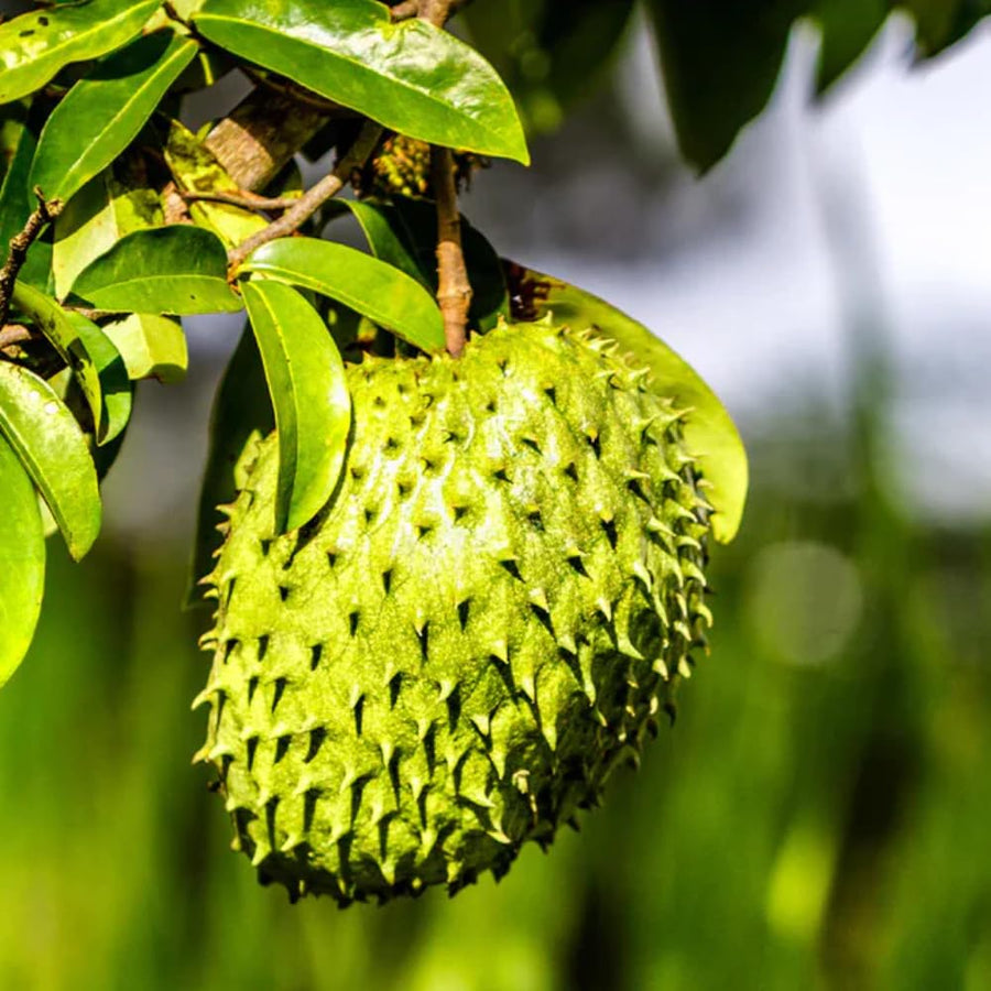 Guanabana Soursop Tree Live Plant, 6-10 Inch Tall, Sweet Soursop Plant Live, Well-Rooted, Half Gallon Pot, Tropical Soursop Fruit Tree