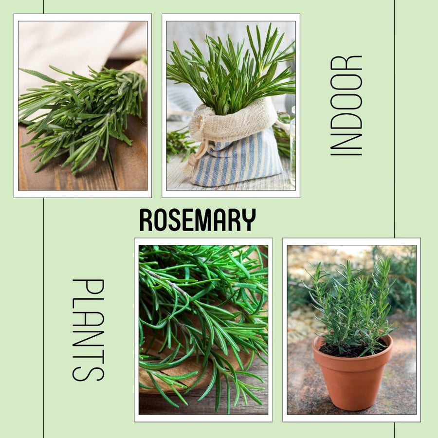 Set 200 Rosemary Seeds, Rosemary Seeds for Planting, Fragrant Herb for Indoor Outdoor Growing