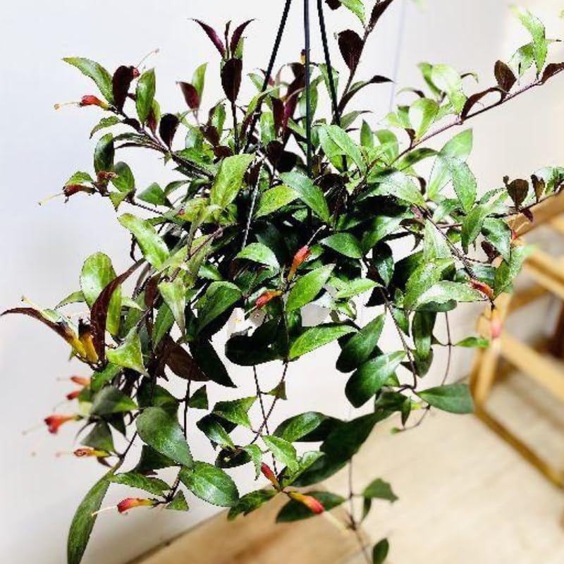 2 Black Pagoda Lipstick Vine Plant, Lipstick Plants Live, 4 Inches Pot for Planting