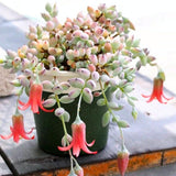 Trailing Cotyledon Pendens Succulent Plant, Live Cliff Cotyledon Plant in 4 Inch Pot, Easy-Care Hanging Houseplant