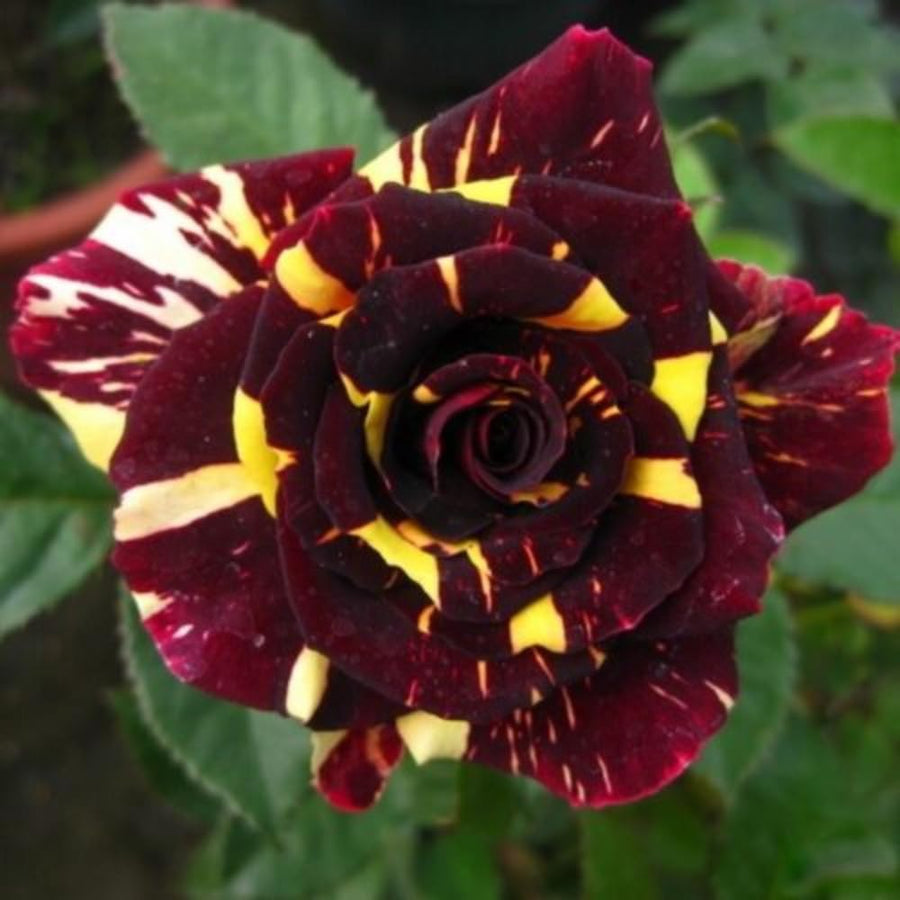 Rose Bush Live Plant - Rose Plant Live Shrub - Bareroot with Soil 5-10 Inch Tall - Fragrant Rose Flowers Heirloom Rose Shrub - No Pot (Deep Red Yellow Rose)