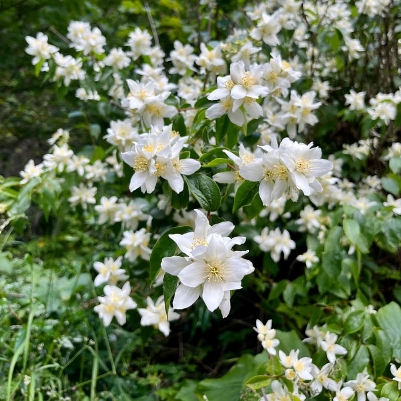 Mock Orange Shrub Live Plant in Gallon Pot, 9-15" Tall Fragrant Philadelphus Flowering Shrub for Outdoor Planting