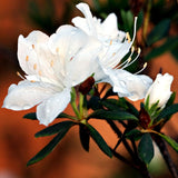 Live Azalea Plant, Rhododendron Flowering Shrub, Hardy Ornamental Plant, 10 Inches Tall, for Indoor or Outdoor Planting (White Azalea)