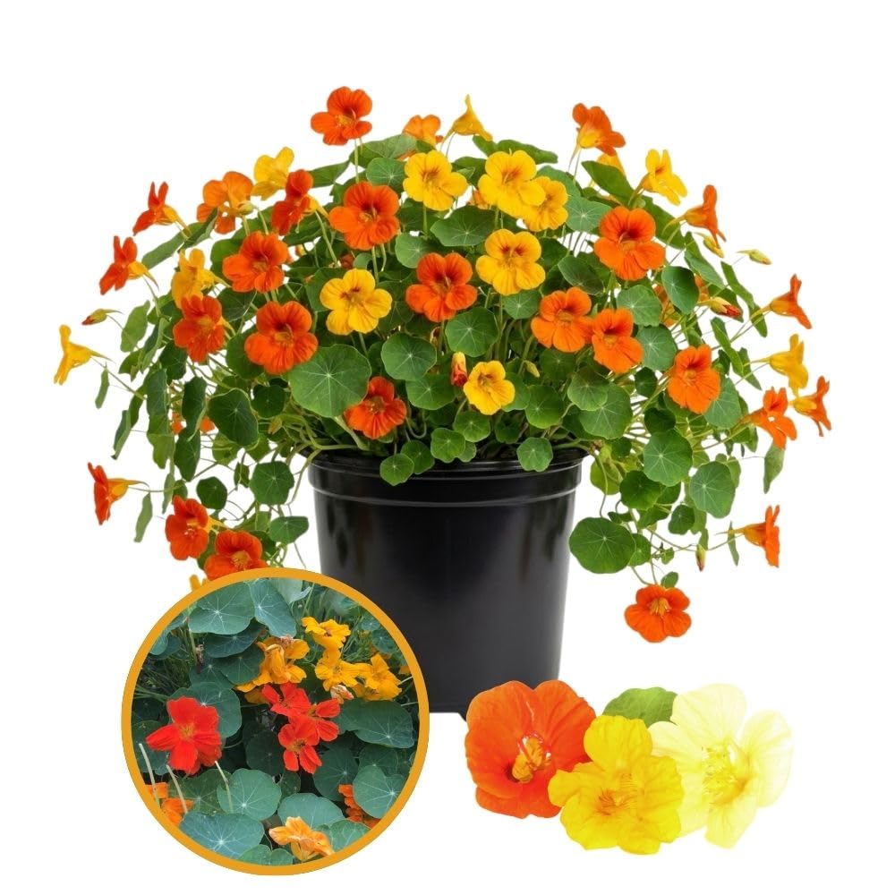 Nasturtium Plant, 4" Pot, Nasturtium Live Plants, Trailing Flower Vine Plants, Well Rooted