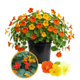 Nasturtium Plant, 4" Pot, Nasturtium Live Plants, Trailing Flower Vine Plants, Well Rooted