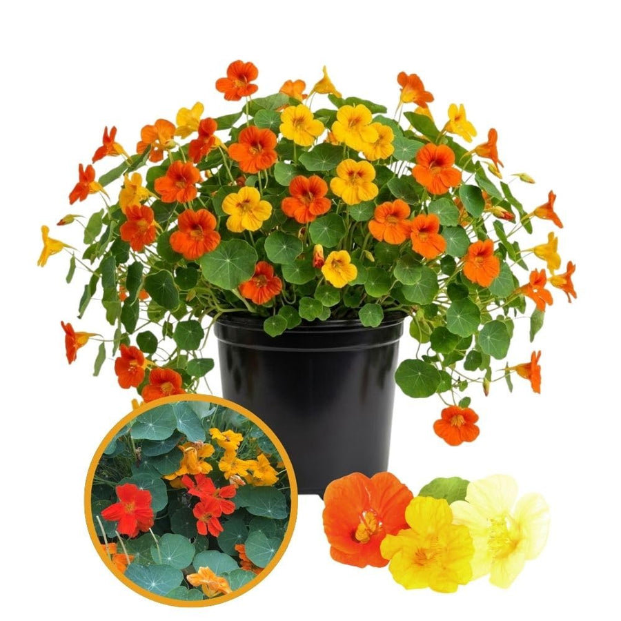 Nasturtium Plant, 4" Pot, Nasturtium Live Plants, Trailing Flower Vine Plants, Well Rooted