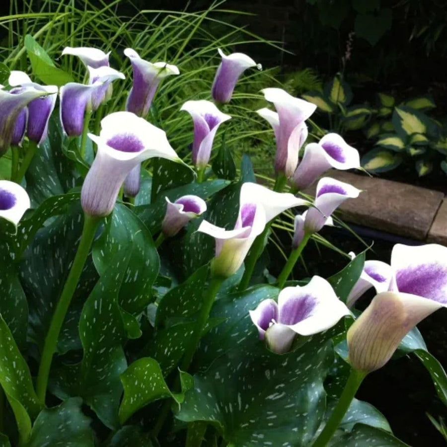 Set 3 White Purple Calla Lily Bulbs for Outdoor Planting, Ornamental Flowers for Patio Pots, Landscape Borders and Garden, Flower Bulbs for Growing