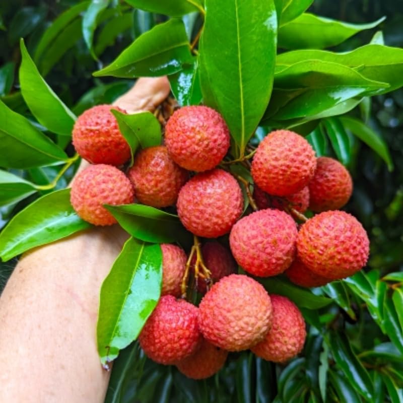Lychee Tree Live Plant 10-12 Inch Tall, Sweet Lychee Plant Live, Tropical Litchi Fruit Tree, in Half Gallon Pot