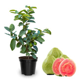 Pink Red Guava Tree Live Plant, 6 to 9 Inc, Guava Plant, Edible Home Garden Fruit Starter Plant