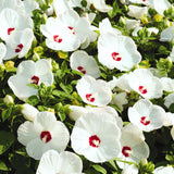 White Hibiscus Plant Live, Hardy Hibiscus Flowers for Outdoor Landscapes, 5-9 Inch Height, Ornamental Hibiscus Bush Shrub, Well-Rooted, No Pot