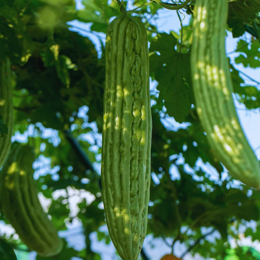 20 Long Bitter Melon Seeds for Planting, Bitter Gourd Vegetable Seeds, Easy to Plant