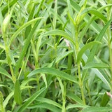 2 Texas Tarragon Plants Live, Texas Tarragon Herb Plant 4-6 Inches Tall, Live Herbs Culinary Gardening