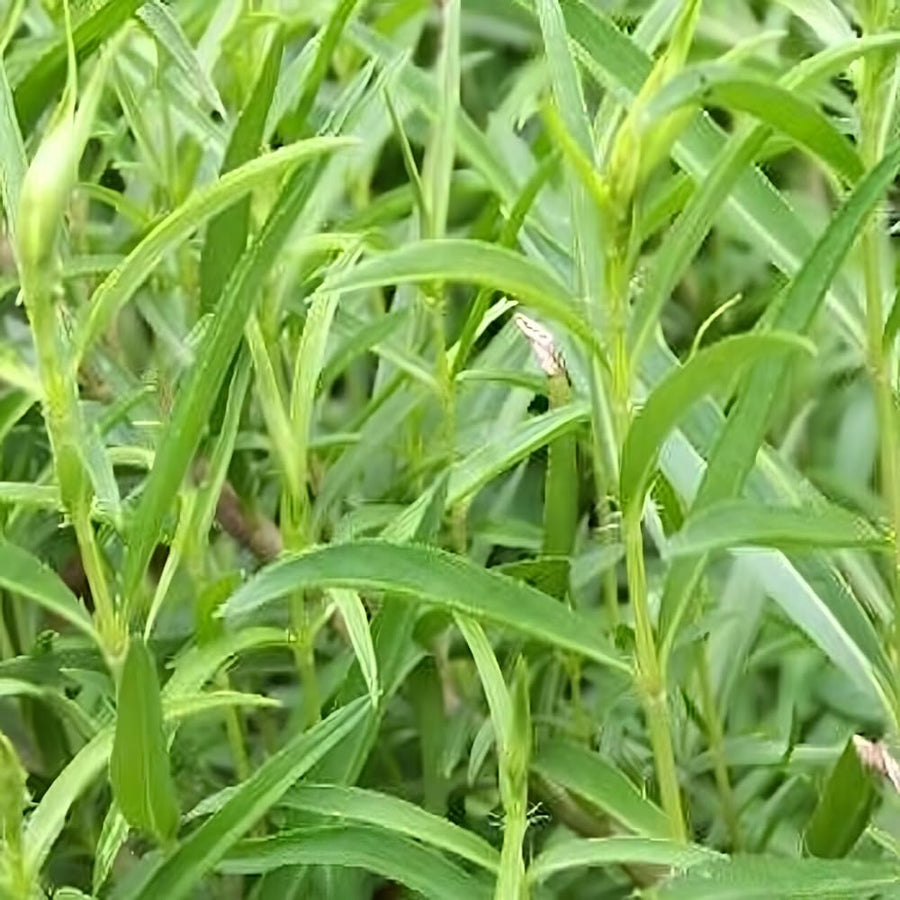 2 Texas Tarragon Plants Live, Texas Tarragon Herb Plant 4-6 Inches Tall, Live Herbs Culinary Gardening