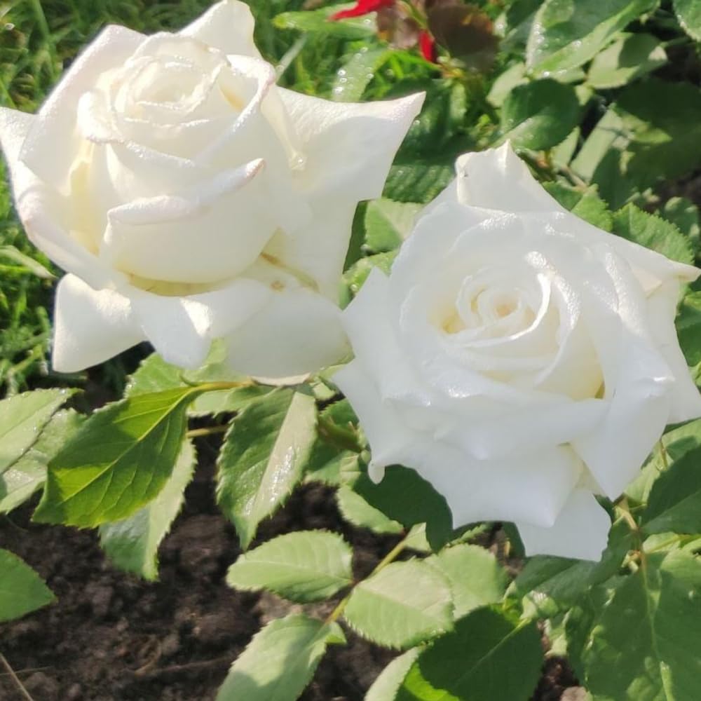 Rose Bush Live Plant - Rose Plant Live Shrub - Bareroot with Soil 5-10 Inch Tall - Fragrant Rose Flowers Heirloom Rose Shrub - No Pot (White Rose)