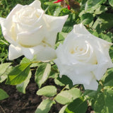 Rose Bush Live Plant - Rose Plant Live Shrub - Bareroot with Soil 5-10 Inch Tall - Fragrant Rose Flowers Heirloom Rose Shrub - No Pot (White Rose)