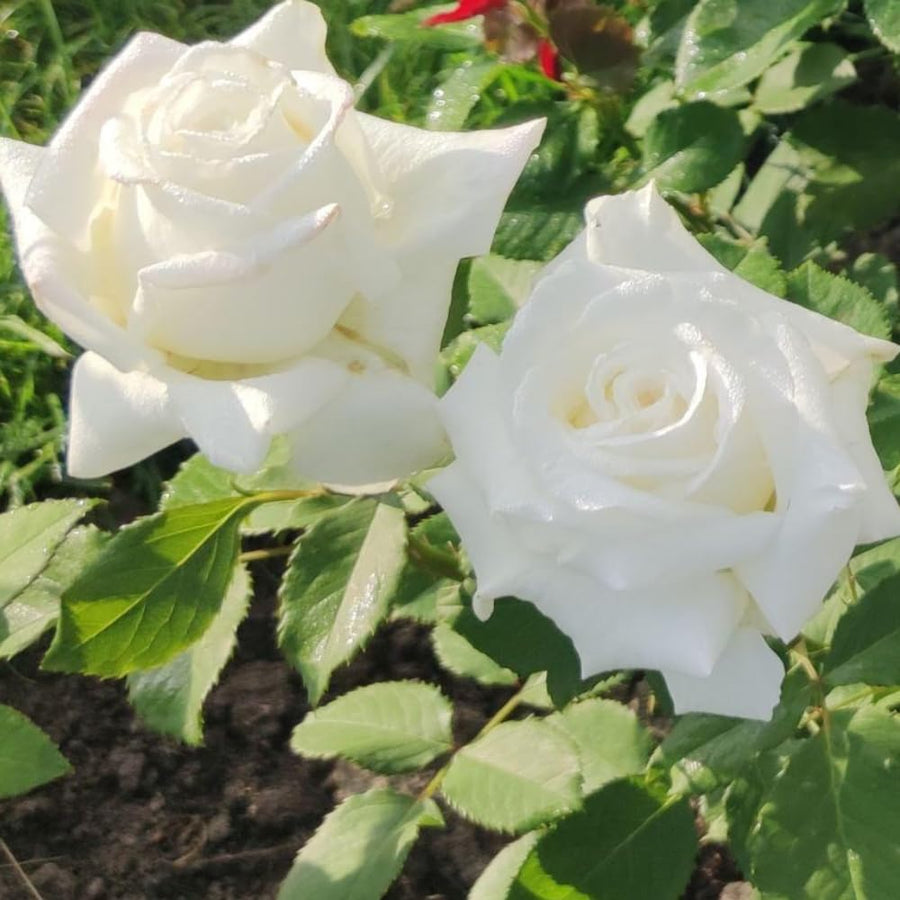 Rose Bush Live Plant - Rose Plant Live Shrub - Bareroot with Soil 5-10 Inch Tall - Fragrant Rose Flowers Heirloom Rose Shrub - No Pot (White Rose)