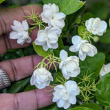 Maid of Orleans Jasmine Plant Live, Arabian Jasmine Flowering Vine Plant 4-9 Inch, Climbing Jasmines Well Rooted Houseplant Indoor Outdoor