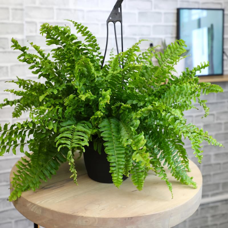 5 Ostrich Fern Rhizomes Live Plants for Planting, Ferns Live Plants Outdoors Indoors Full Shade, Bare Roots, Fast-Growing