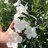 Pack 2 Mexican Petunia Live Plants, Perennial Petunia Vibrant Flowers, Outdoor Garden Growing 4-9 Inches - White Petunia