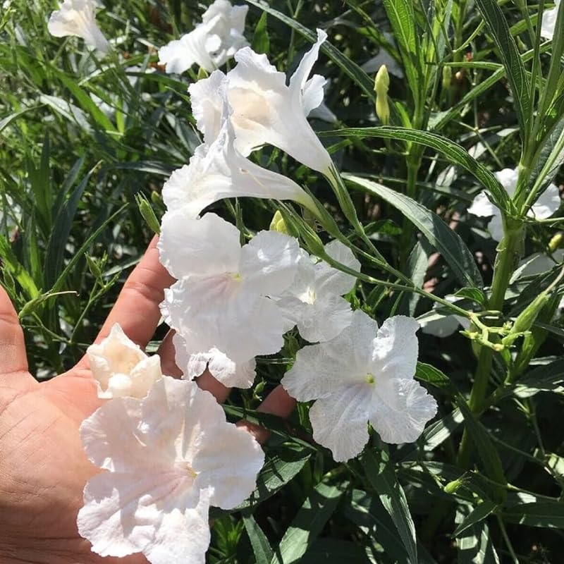 Pack 2 Mexican Petunia Live Plants, Perennial Petunia Vibrant Flowers, Outdoor Garden Growing 4-9 Inches - White Petunia