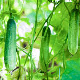 Cucumber Plants Live in 4'' Pot, Vegetable Plants, Cucumber Live Plants for Outdoor Planting, Live Green Cucumbers Plants