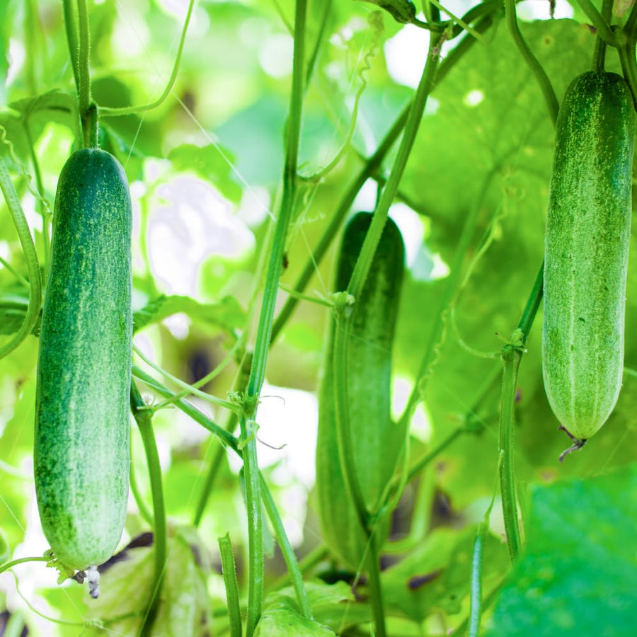 Cucumber Plants Live in 4'' Pot, Vegetable Plants, Cucumber Live Plants for Outdoor Planting, Live Green Cucumbers Plants