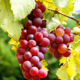 Red Grape Vine Plant Live for Planting, Bunch Grape Plant Live Grape Tree 1 to 2 Years Old, Grape Fruit Tree