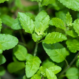Set 3 Holy Basil Plant Live for Indoors, Tulsi Basil Plant Live, Well Rooted from 3 to 5 Inc Long