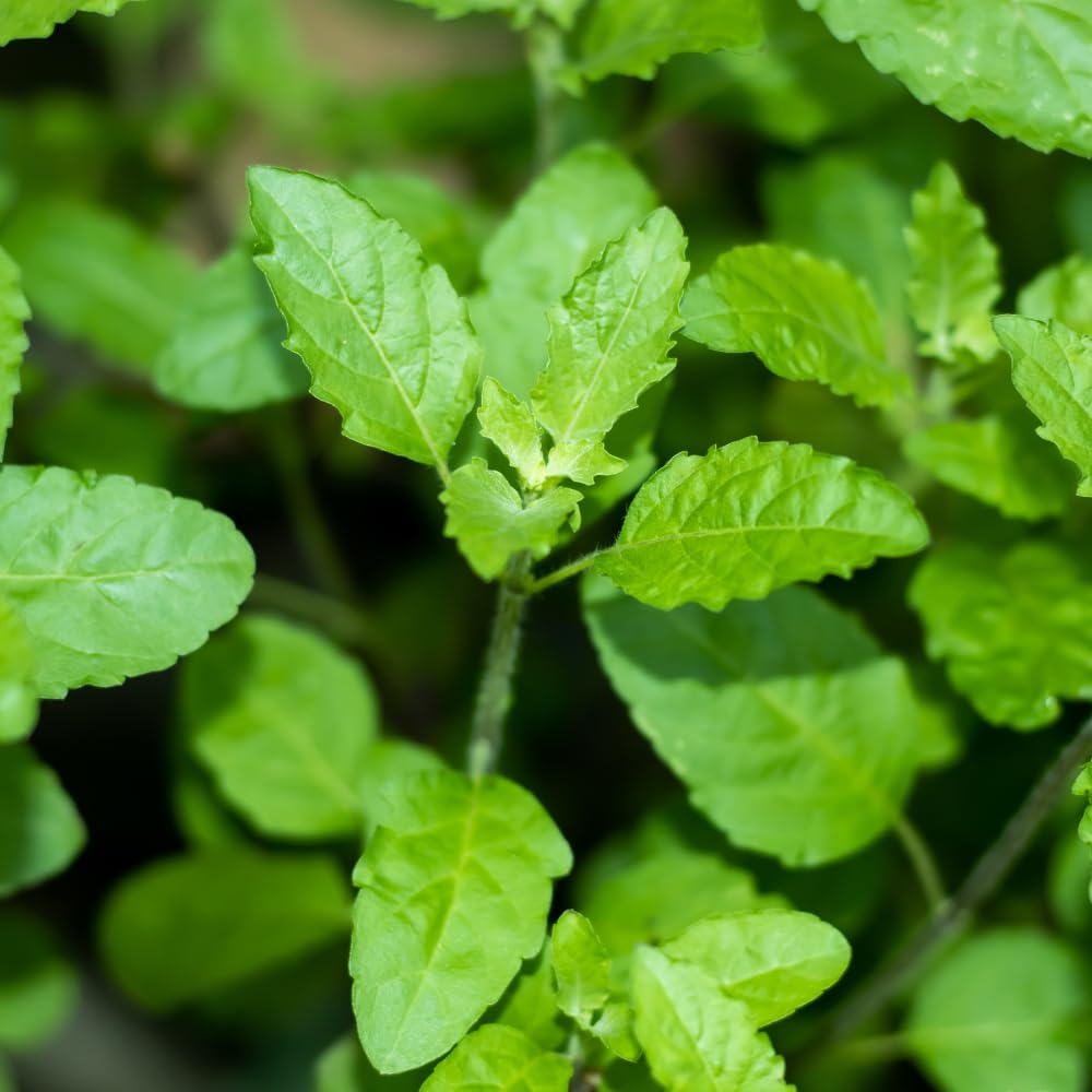 Set 3 Holy Basil Plant Live for Indoors, Tulsi Basil Plant Live, Well Rooted from 3 to 5 Inc Long