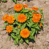 2 Orange Zinnia Plants Live, Zinnia Live Plants for Planting, Flower Plant, 4 Inches Pot