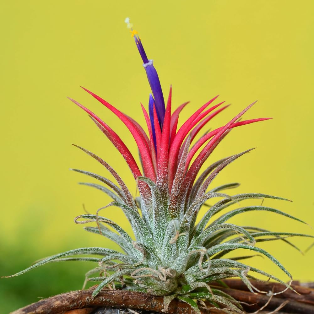 Set 5 Air Plants Live, Red Tillandsia Plants, Indoor Succulent Houseplants 1 to 3 Inches