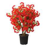 Bougainvillea Plant Live, Bougainvillea Flower Plants, Trailing Flowering Vines, Vibrant Blooms, 4-7 Inches Tall in 4 Inch Pot for Growing (Red)