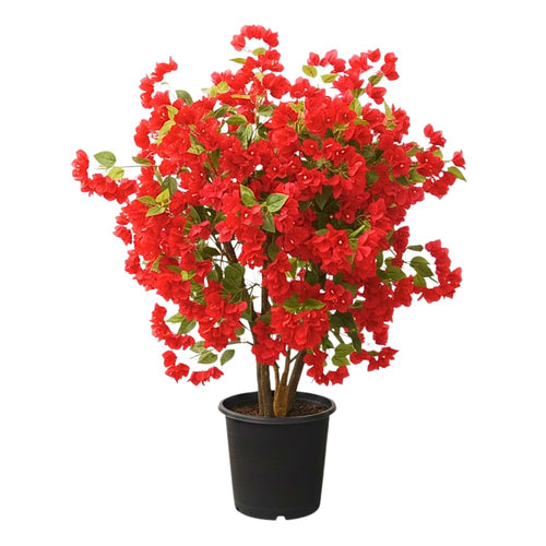 Bougainvillea Plant Live, Bougainvillea Flower Plants, Trailing Flowering Vines, Vibrant Blooms, 4-7 Inches Tall in 4 Inch Pot for Growing (Red)