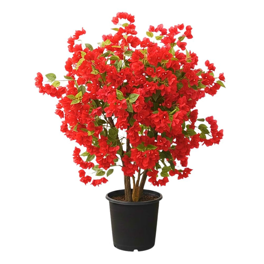 Bougainvillea Plant Live, Bougainvillea Flower Plants, Trailing Flowering Vines, Vibrant Blooms, 4-7 Inches Tall in 4 Inch Pot for Growing (Red)